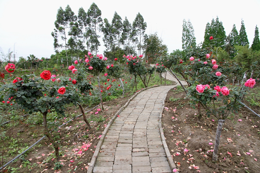 玫瑰花海