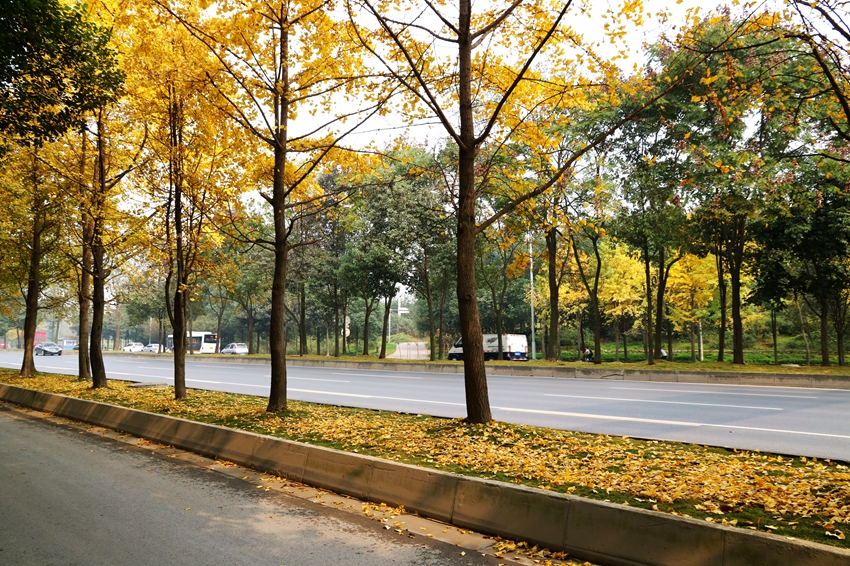 市区道路,绿地(市树银杏)