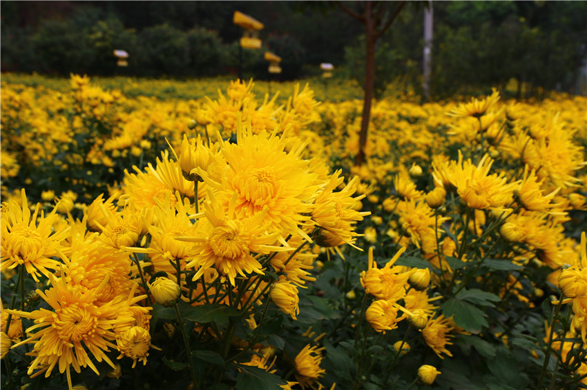 菊花